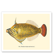 Oili (Stephanolepis Spilosomus) - From Fishes of Hawaii - c. 1909 - Giclée Art Prints & Posters