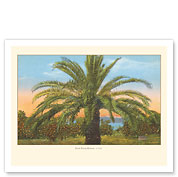 Date Palm Hawaii - c. 1910 - Fine Art Prints & Posters