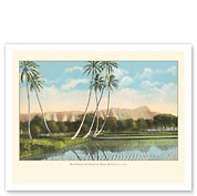 Rice Fields and Diamond Head Crater - Honolulu, Oahu, Hawaii - c. 1910 - Fine Art Prints & Posters