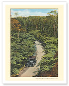 Jungle Tree Ferns - Volcano Road, Big Island, Hawaii - c. 1920's - Giclée Art Prints & Posters