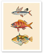 Fish of Hawaii Triptych - Flying Fish, Ruby Snapper Onaga & Reef Triggerfish - Giclée Art Prints & Posters