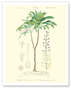 Flowering Dracaena (Corn Plant) - c. 1849 - Giclée Art Prints & Posters
