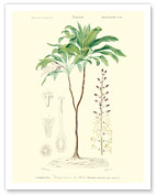 Flowering Dracaena (Corn Plant) - c. 1849 - Fine Art Prints & Posters