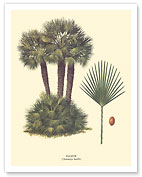 Dwarf Palm Tree - Palmier (Chamaerops Humilis) - c. 1967 - Giclée Art Prints & Posters