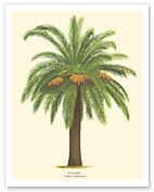 Canary Island Date Palm Tree - Palmier (Phoenix Canariensis) - Giclée Art Prints & Posters