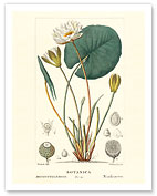 Water Lily (Ninfea Bianca) - Hand Colored Plate from Chaumeton, Poiret and Chamberet's La Flore Medicale - Giclée Art Prints & Posters