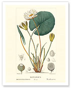 Water Lily (Ninfea Bianca) - Hand Colored Plate from Chaumeton, Poiret and Chamberet's La Flore Medicale - Fine Art Prints & Posters