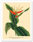 Heliconian (Aurantiaca) - Book Plate from L' Illustration Horticole Vol. 9 - Fine Art Prints & Posters