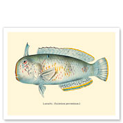 Laenihi (Iniistius Pavoninus) - From Fishes of Hawaii - c. 1909 - Giclée Art Prints & Posters