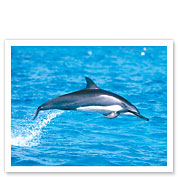 Hawaiian Spinner Dolphins - Giclée Art Prints & Posters