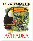 Avifauna Bird Park: Holland - Toucan - Fine Art Prints & Posters
