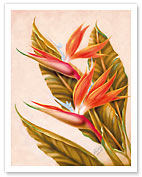 Hawaiian Bird of Paradise - Giclée Art Prints & Posters