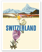 Switzerland - Crocus Flowers Swiss Alps - c. 1960 - Fine Art Prints & Posters