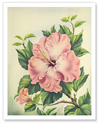 Hawaiian Pink Hibiscus - Fine Art Prints & Posters