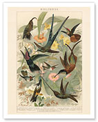 Exotic Humming Birds (Kolibris) - Bookplate from Brockhaus' Konversations-Lexikon Vol. 2 - Fine Art Prints & Posters