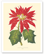 Hawaiian Poinsettia (Pulcherrima) - c. 1867 - Fine Art Prints & Posters