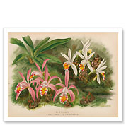 Orchids - (Pleiones Maculata and Lagenaria) - Illustration from The Orchid Album (1887) - Giclée Art Prints & Posters