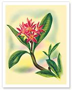 Pink Plumeria - Fine Art Prints & Posters