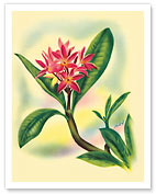 Pink Plumeria - Fine Art Prints & Posters