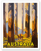 Australia - The Tallest Trees in the British Empire - Marysville, Victoria - Eucalyptus Forest - Fine Art Prints & Posters