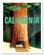 California Redwoods - c. 1950's - Fine Art Prints & Posters