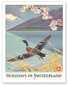 Holidays in Switzerland - Mallard (Wild Duck) takes flight over Lake Lucern - Fine Art Prints & Posters