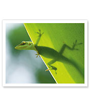 Here's Looking at You Kid, Hawaiian Green Gecko - Giclée Art Prints & Posters