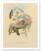 Bruijns Pygmy Parrots (Nasiterna Bruijnii, Salvad) - Giclée Art Prints & Posters