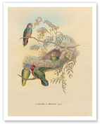 Bruijns Pygmy Parrots (Nasiterna Bruijnii, Salvad) - Fine Art Prints & Posters