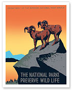 The National Parks Preserve Wild Life - Bighorn Sheep - Fine Art Prints & Posters