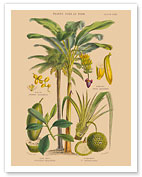 Plants Used as Food - Banana Palm, Date Palm, Jack Fruit, Pandanus - c. 1872 - Giclée Art Prints & Posters