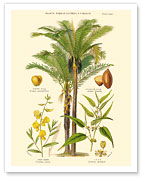 Piassava Palm, Jute, Sunn Hemp - Plants Used in Clothing & Cordage - c. 1860's - Giclée Art Prints & Posters