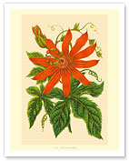 The Passion Flower (Tacsonia buchanani) - Passiflora Vitifolia - c. 1930's - Fine Art Prints & Posters