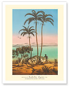 King Palm Tree (Seaforthia Elegans) - Australian Aborigines - c. 1860's - Giclée Art Prints & Posters