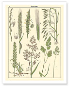 Grasses Gramineae (Poaceae) - Barley, Rye, Wheat and Corn Silk - c. 1895 - Fine Art Prints & Posters