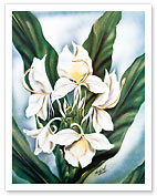 Hawaiian White Ginger - Fine Art Prints & Posters