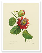 Red Passion Flower - Fine Art Prints & Posters
