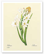 White Tuberose - Fine Art Prints & Posters