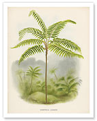 Tree Fern, 18th Century - Giclée Art Prints & Posters