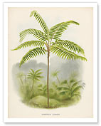 Tree Fern, 18th Century - Fine Art Prints & Posters