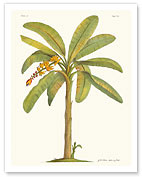 Banana Tree, 18th Century - Giclée Art Prints & Posters