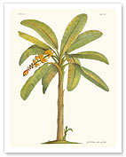 Banana Tree, 18th Century - Fine Art Prints & Posters