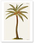 Coconut Palm Tree, 18th Century - Giclée Art Prints & Posters