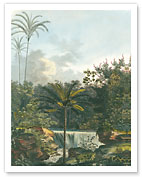 Astrocaryum Jauari Palm Tree - Barra de Rio Negro, Brazil - Giclée Art Prints & Posters