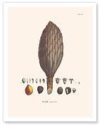 African Oil Palm Tree (Elaeis Guineensis) - Flower and Seed - Giclée Art Prints & Posters