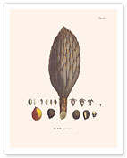 African Oil Palm Tree (Elaeis Guineensis) - Flower and Seed - Fine Art Prints & Posters