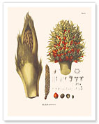 American Oil Palm Tree (Elaeis oleifera) - Flower and Seed - Giclée Art Prints & Posters