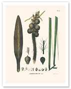 Corioco Palm Tree (Astrocaryum Gynacanthum) - Flower and Seed - Giclée Art Prints & Posters