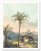Arecoideae Palm Trees - Serra dos Órgãos, Brazil - Giclée Art Prints & Posters