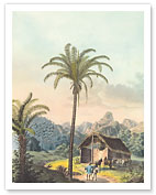 Arecoideae Palm Trees - Serra dos Órgãos, Brazil - Fine Art Prints & Posters